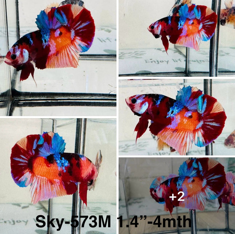 Live Male Betta Galaxy Nemo Plakat (Sky-573) S057 High quality what you see what you get!!