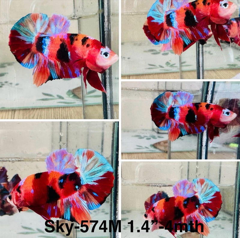 Live Male Betta Galaxy Nemo Plakat (Sky-574) S125 High quality what you see what you get!!