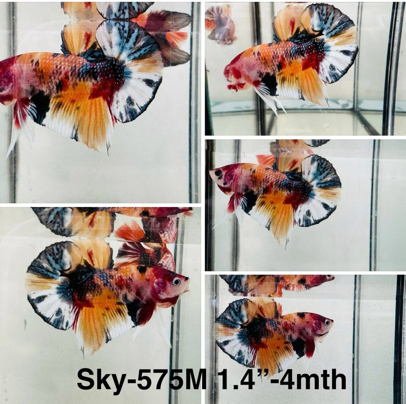 Live Male Betta Orange Koi metallic Plakat (Sky-575) S127 High quality what you see what you get!!