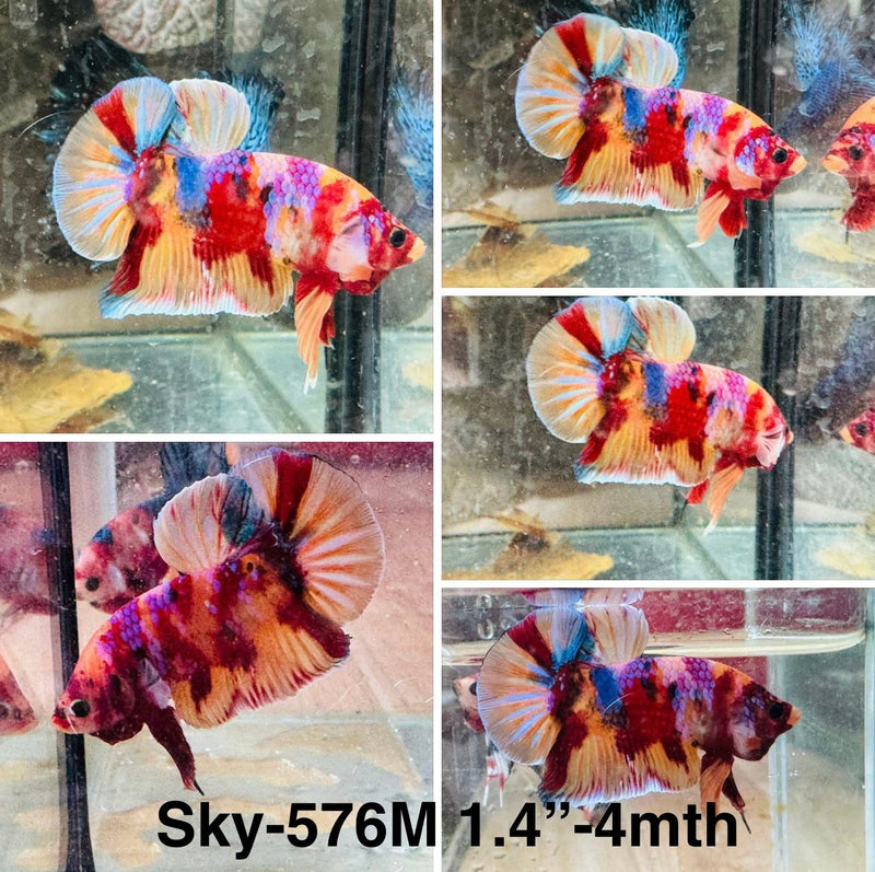 Live Male Betta Candy Nemo Plakat (Sky-576) S130 High quality what you see what you get!!