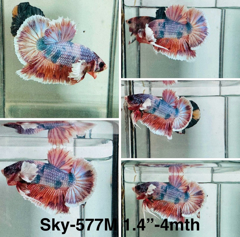 Live Male Betta Fancy Marble Dumbo big ear Plakat (Sky-577) S195 High quality what you see what you get!!