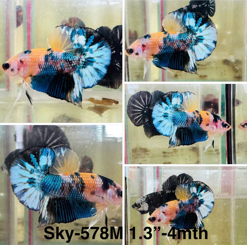 Live Male Betta Yellow Koi metallic Plakat (Sky-578) S198 High quality what you see what you get!!