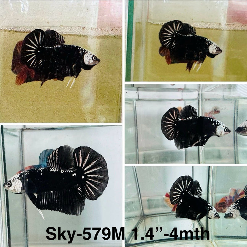Live Male Betta Black Samurai Plakat (Sky-579) S199 High quality what you see what you get!!