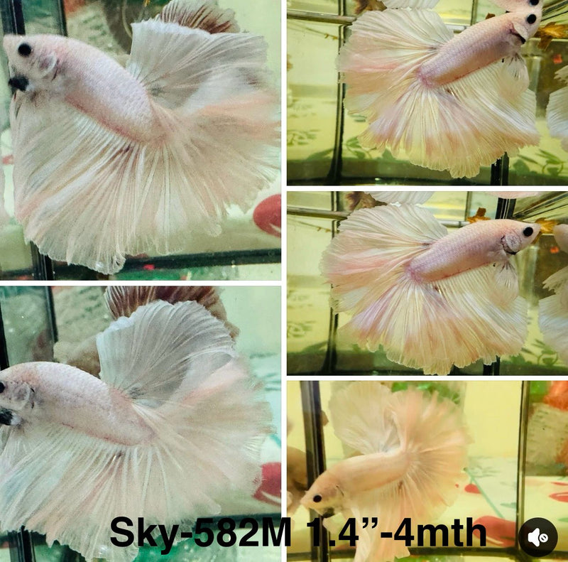 Live Male Betta Fancy Light Pastel colors Halfmoon (Sky-582) S270 High quality what you see what you get!!
