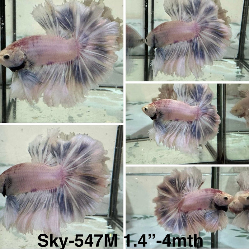 Live Male Betta Fancy Grizzle Halfmoon (Sky-547) S040 High quality what you see what you get!!