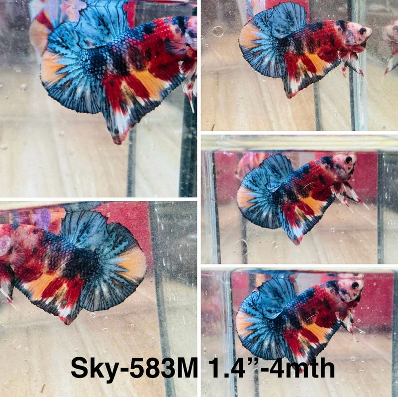 Live Male Betta Red Blue Koi Metallic Plakat (Sky-583) S273 High quality what you see what you get!!