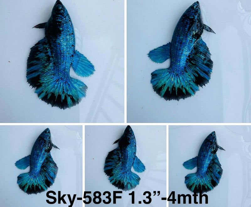 Live Female Betta Blue Black Galaxy Avatar Halfmoon (Sky-583A) S174 High quality what you see what you get!!