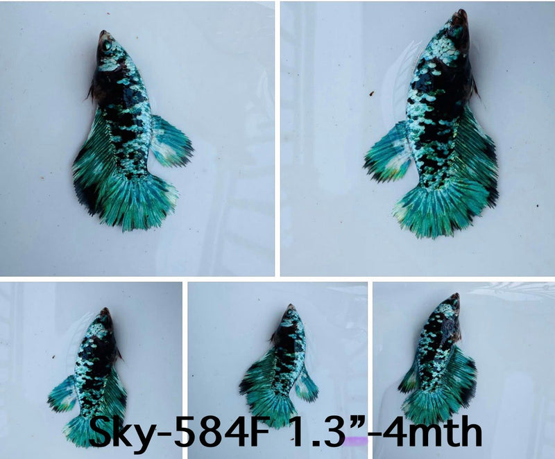 Live Female Betta Green Black Galaxy Avatar Halfmoon (Sky-584A) S178 High quality what you see what you get!!