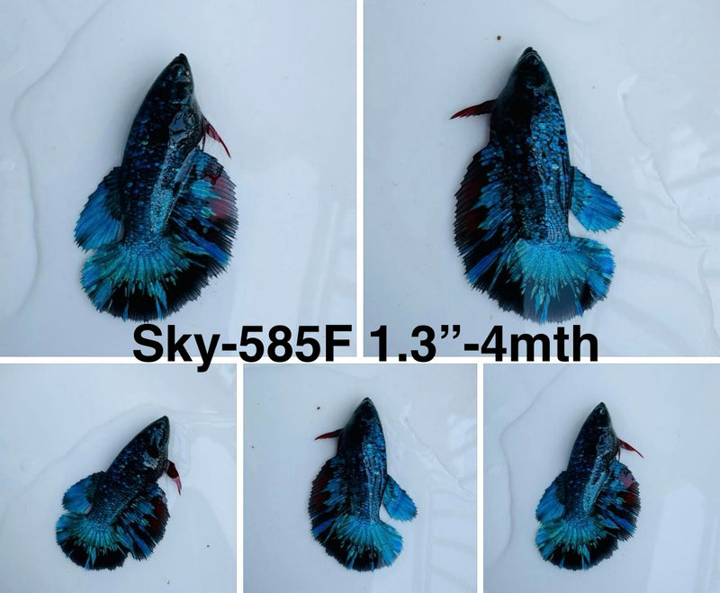 Live Female Betta Blue Black Galaxy Avatar Halfmoon (Sky-585) S180 High quality what you see what you get!!