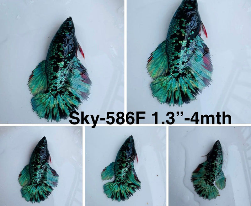 Live Female Betta Green Black Galaxy Halfmoon (Sky-586) S247 High quality what you see what you get!!