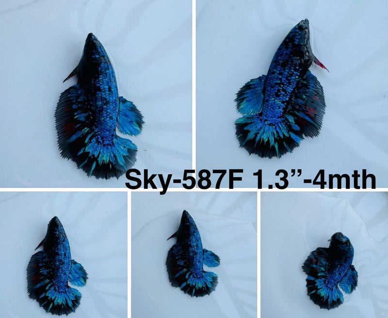 Live Female Betta Blue Black Galaxy Avatar Halfmoon (Sky-587) S026 High quality what you see what you get!!