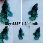 Live Female Betta Green Black Galaxy Avatar Halfmoon (Sky-588) S112 High quality what you see what you get!!