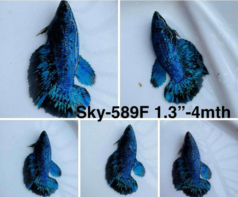 Live Female Betta Blue Black Galaxy Avatar Halfmoon (Sky-589) S183 High quality what you see what you get!!