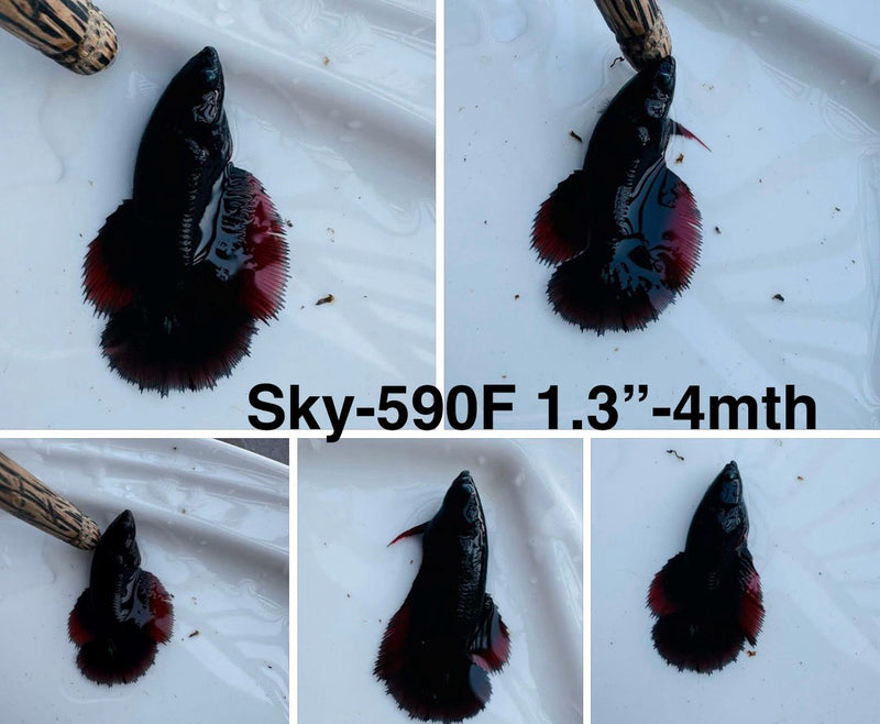 Live Female Betta Fancy Black Red Halfmoon (Sky-590) S040 High quality what you see what you get!!