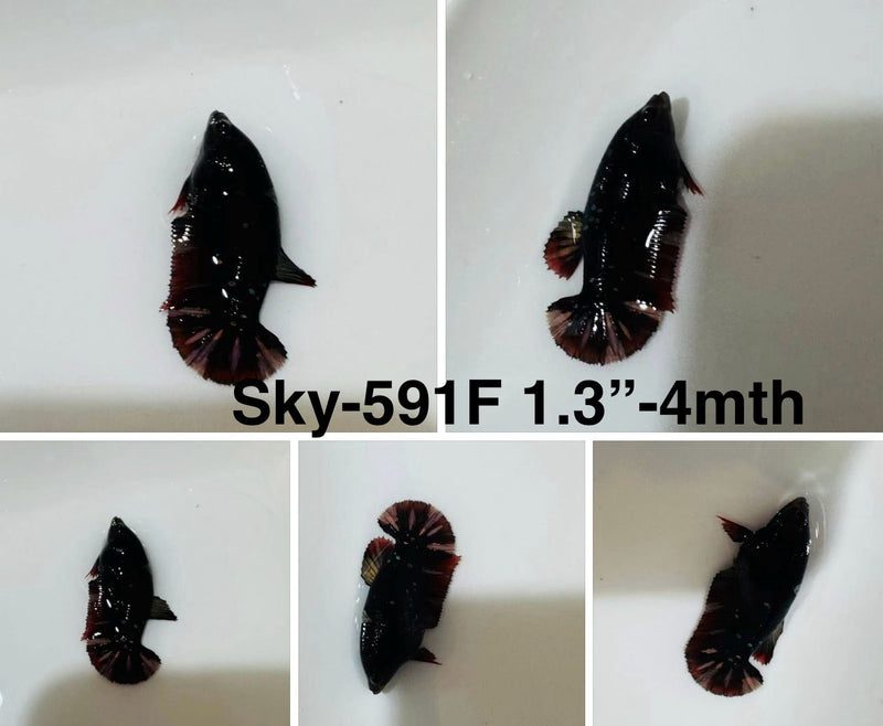 Live Female Betta Black Copper Galaxy Halfmoon (Sky-591) S114 High quality what you see what you get!!
