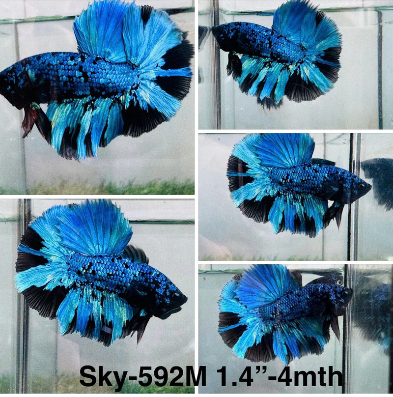 Live Male Betta Blue Black Galaxy Avatar Halfmoon (Sky-592) S187 High quality what you see what you get!!