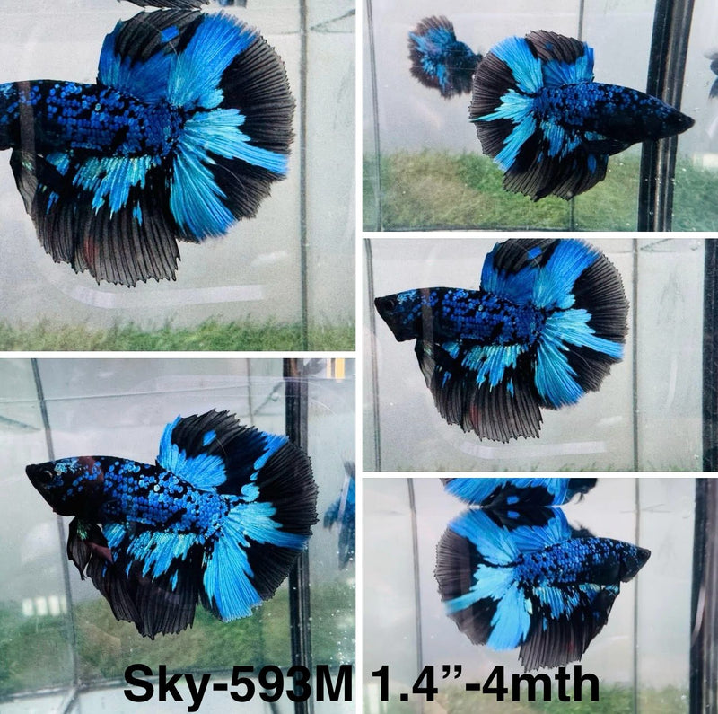 Live Male Betta Blue Black Galaxy Avatar Halfmoon (Sky-593) S185 High quality what you see what you get!!