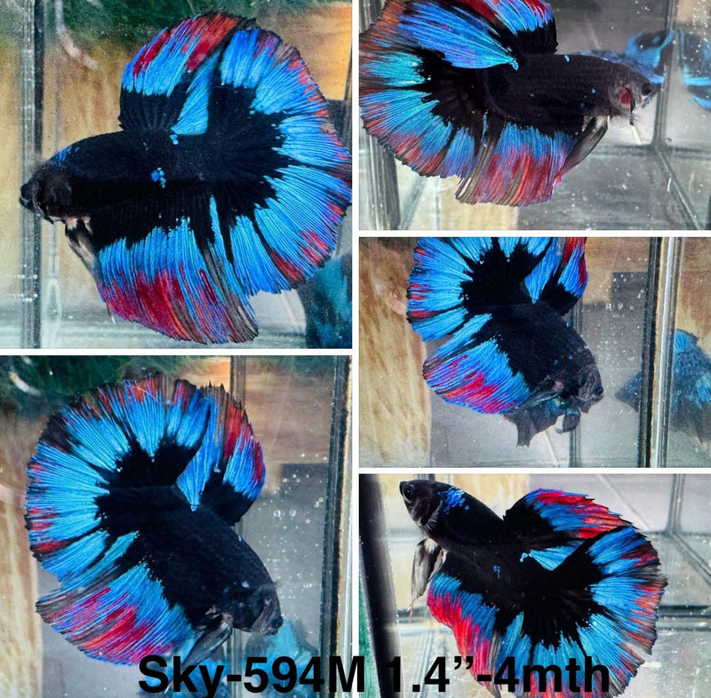 Live Male Betta Fancy Black Light Halfmoon (Sky-594) S237 High quality what you see what you get!!