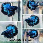 Live Male Betta Blue Black Galaxy Avatar Halfmoon (Sky-595) High quality what you see what you get!!