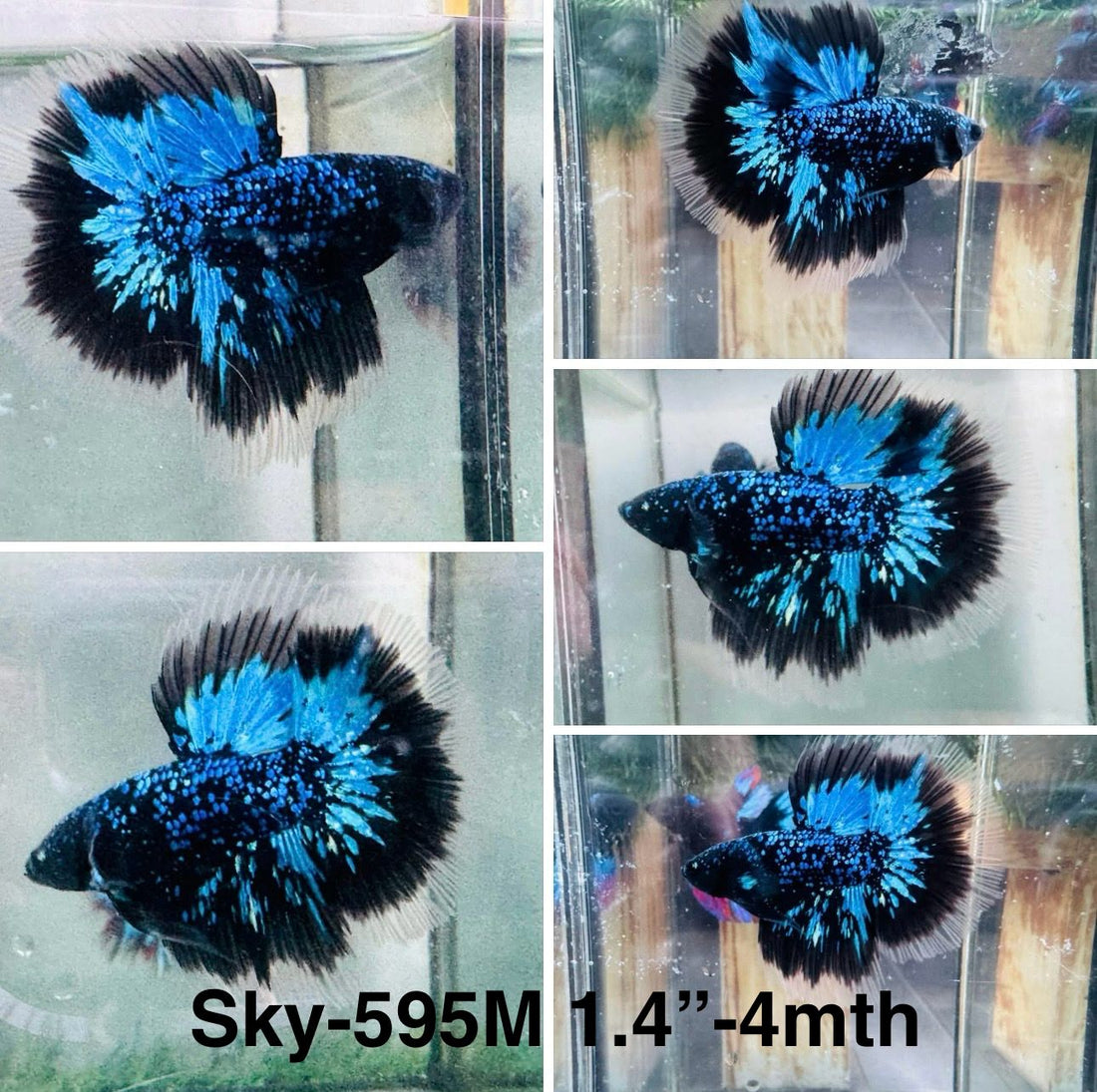 Live Male Betta Blue Black Galaxy Avatar Halfmoon (Sky-595) High quality what you see what you get!!