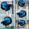 Live Male Betta Blue Black Galaxy Avatar Halfmoon (Sky-595) High quality what you see what you get!!