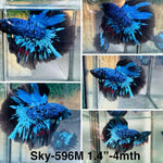 Live Male Betta Blue Black Galaxy Avatar Halfmoon (Sky-596) High quality what you see what you get!!