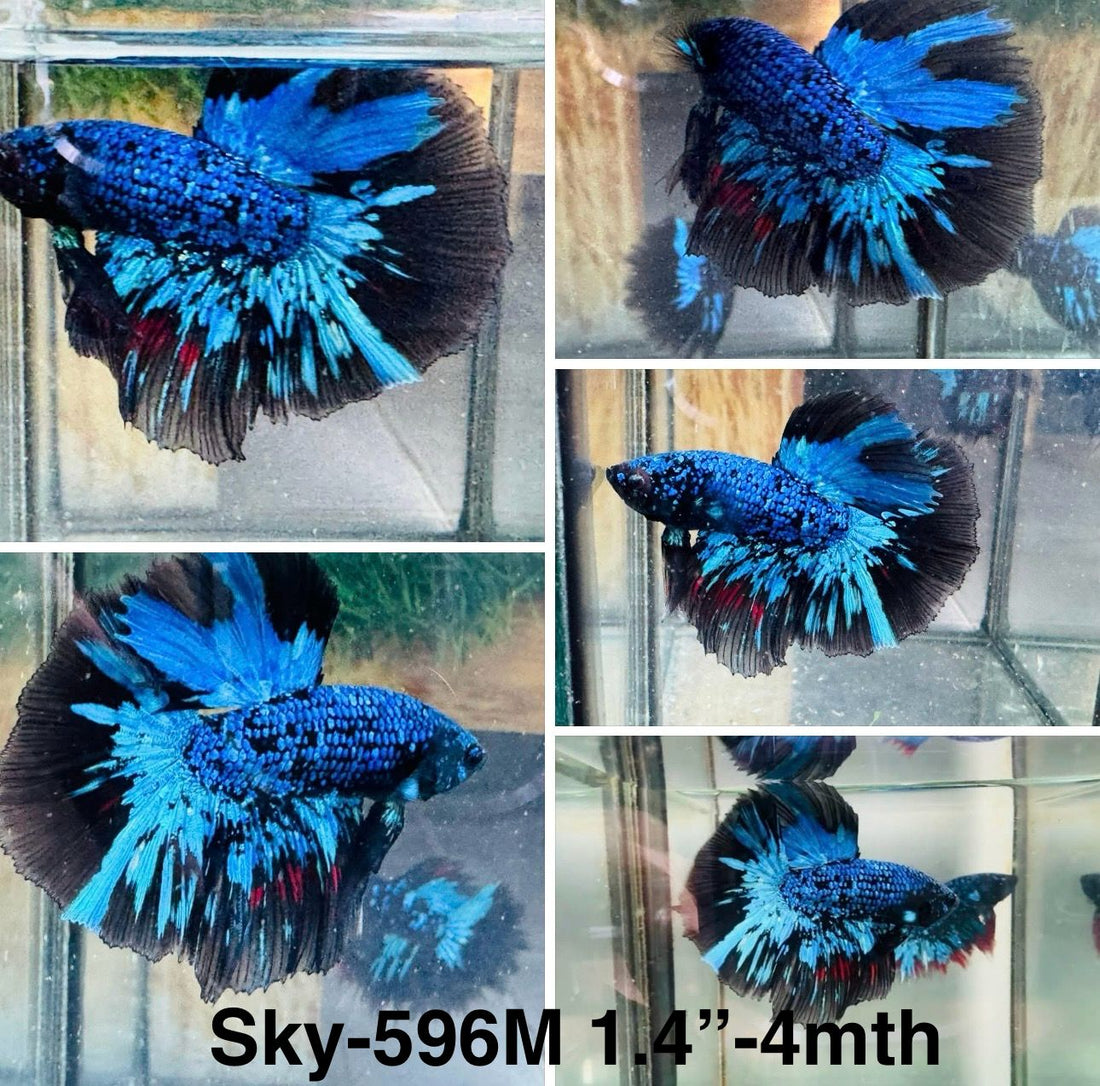Live Male Betta Blue Black Galaxy Avatar Halfmoon (Sky-596) High quality what you see what you get!!