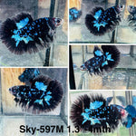 Live Male Betta Blue Black Galaxy Avatar Halfmoon (Sky-597) High quality what you see what you get!!