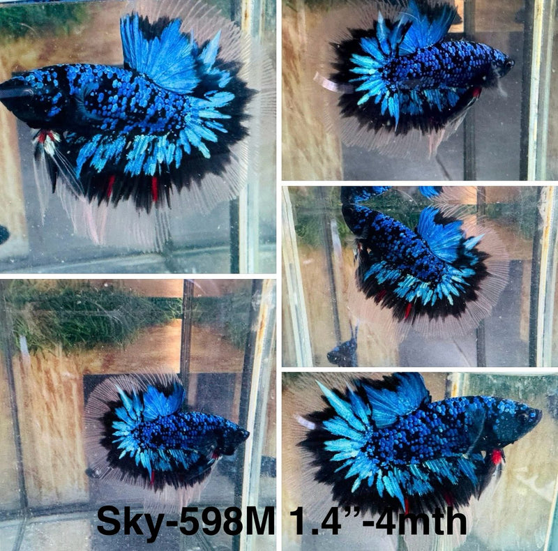 Live Male Betta Blue Black Galaxy Avatar Halfmoon (Sky-598) S172 High quality what you see what you get!!