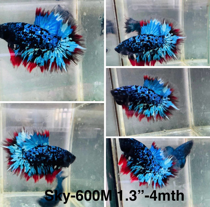 Live Male Betta Blue Black Galaxy Avatar Halfmoon (Sky-600) S163 High quality what you see what you get!!