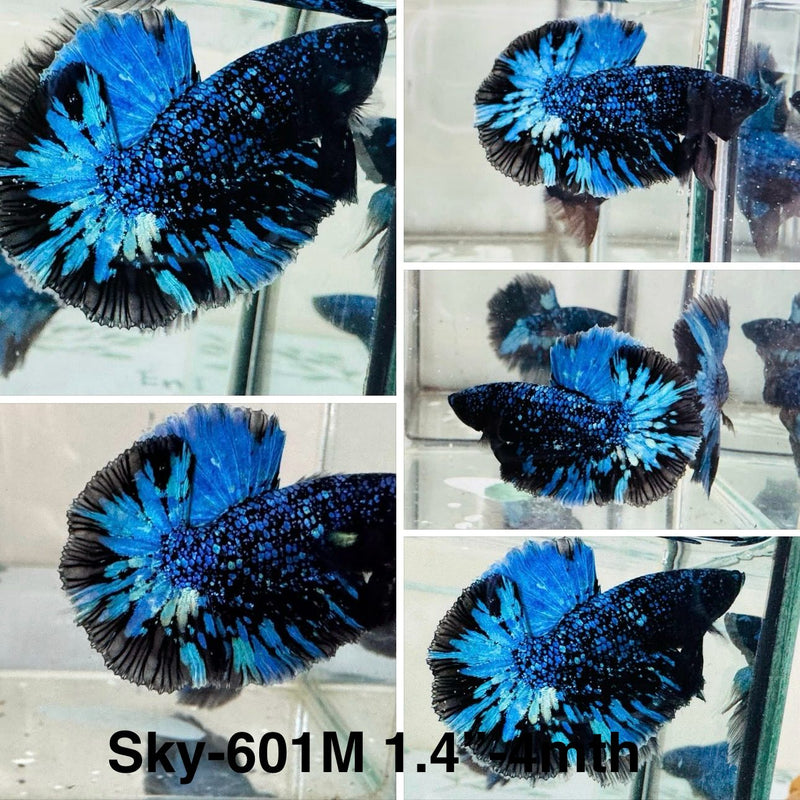 Live Male Betta Blue Black Galaxy Avatar Halfmoon (Sky-601) S098 High quality what you see what you get!!
