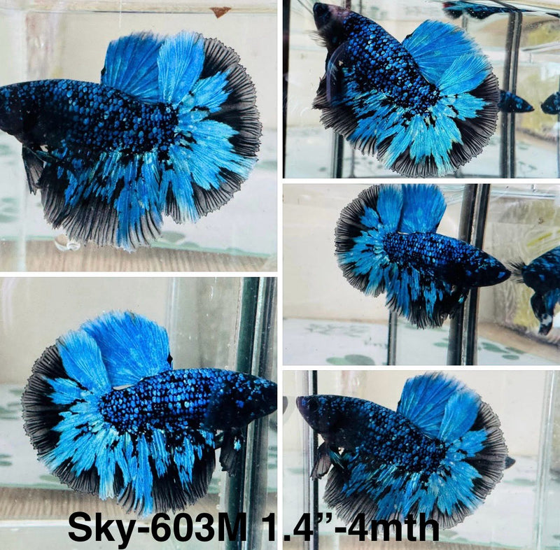 Live Male Betta Blue Black Galaxy Avatar Halfmoon (Sky-603) S088 High quality what you see what you get!!