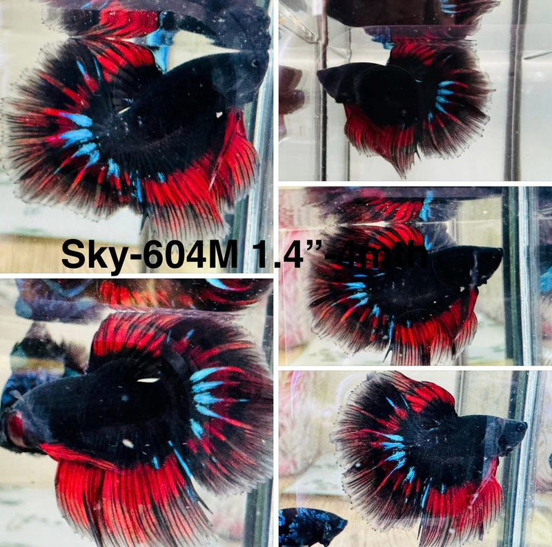 Live Male Betta Black Red Galaxy Halfmoon (Sky-604) S016 High quality what you see what you get!!