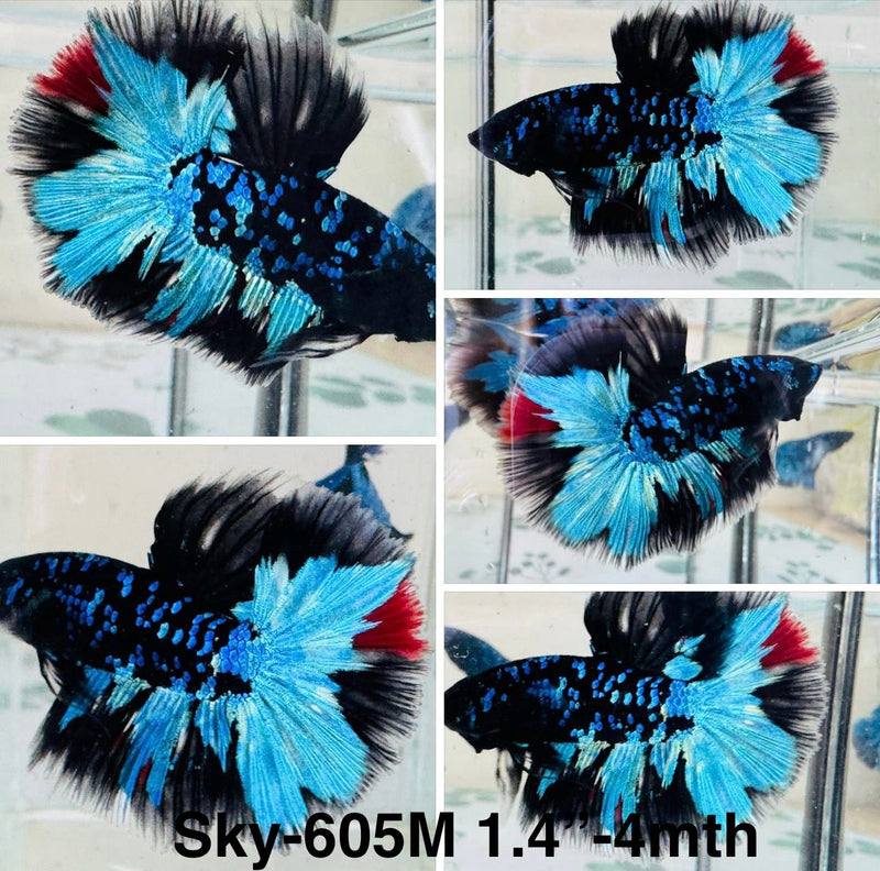 Live Male Betta Blue Black Galaxy Avatar Halfmoon (Sky-605) S089 High quality what you see what you get!!