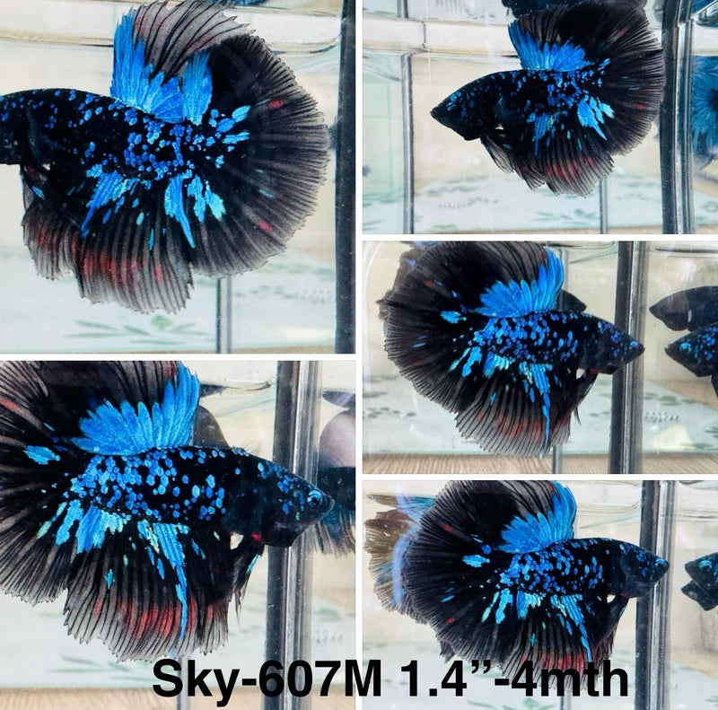 Live Male Betta Blue Black Galaxy Avatar Halfmoon (Sky-607) S096 High quality what you see what you get!!