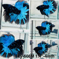 Live Male Betta Blue Black Galaxy Avatar Halfmoon (Sky-608) High quality what you see what you get!!