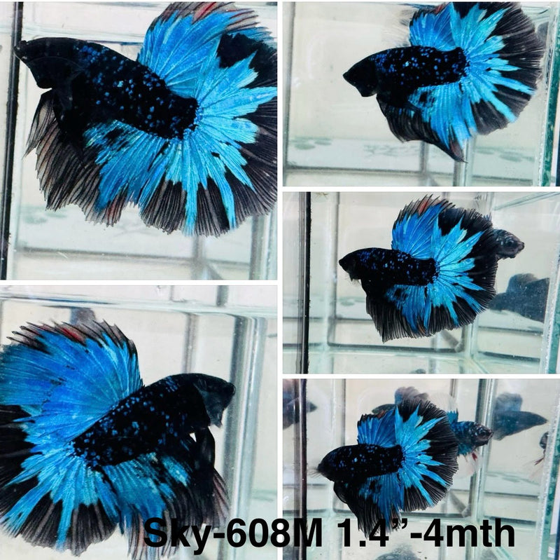 Live Male Betta Blue Black Galaxy Avatar Halfmoon (Sky-608) High quality what you see what you get!!