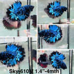 Live Male Betta Blue Black Galaxy Avatar Halfmoon (Sky-610) High quality what you see what you get!!