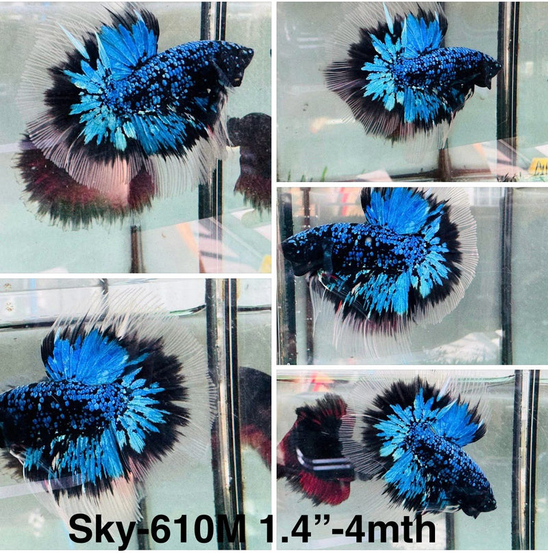 Live Male Betta Blue Black Galaxy Avatar Halfmoon (Sky-610) High quality what you see what you get!!