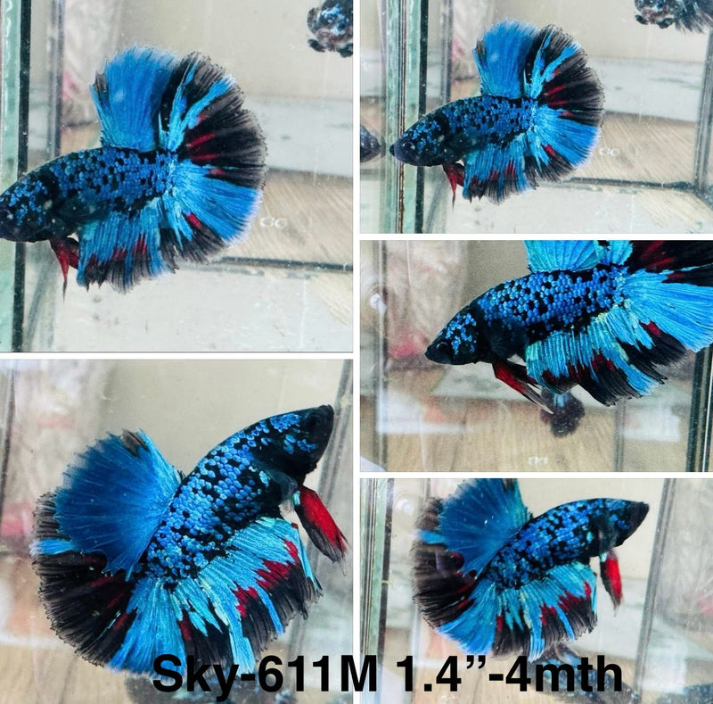 Live Male Betta Blue Black Galaxy Avatar Halfmoon (Sky-611) S029 High quality what you see what you get!!