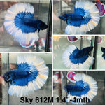 Live Male Betta Blue Butterfly Over Halfmoon (Sky-612) High quality what you see what you get!!