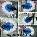 Live Male Betta Blue Butterfly Over Halfmoon (Sky-612) High quality what you see what you get!!
