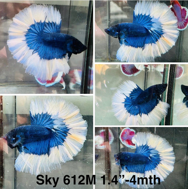 Live Male Betta Blue Butterfly Over Halfmoon (Sky-612) High quality what you see what you get!!