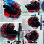 Live Male Betta Fancy Red Devil Halfmoon (Sky-613) High quality what you see what you get!!