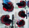 Live Male Betta Fancy Red Devil Halfmoon (Sky-613) High quality what you see what you get!!