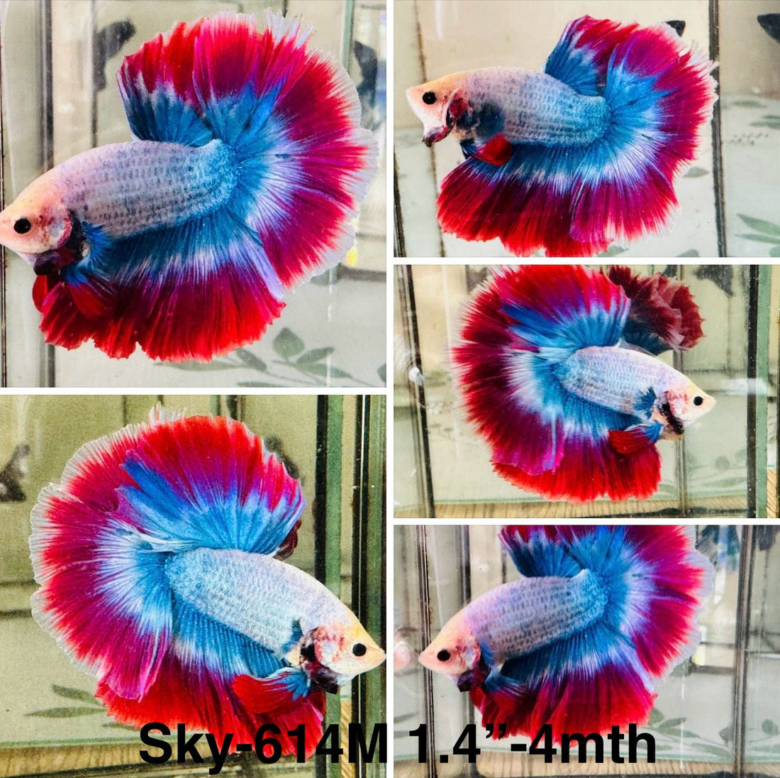 Live Male Betta Blue Red Mascot Flag Over Halfmoon (Sky-614) High quality what you see what you get!!