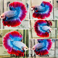 Live Male Betta Blue Red Mascot Flag Over Halfmoon (Sky-614) High quality what you see what you get!!
