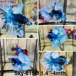 Live Male Betta Fancy Blue marble Halfmoon (Sky-615) High quality what you see what you get!!
