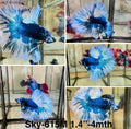 Live Male Betta Fancy Blue marble Halfmoon (Sky-615) High quality what you see what you get!!