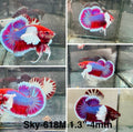 Live Male Betta Purple Blue Lavender Dumbo big ear Plakat (Sky-618) High quality what you see what you get!!